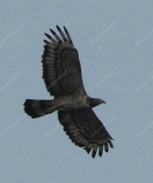 RAPTOR WATCH