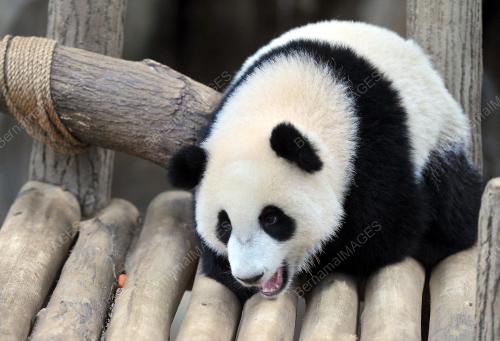 KL18_24072016_PANDA