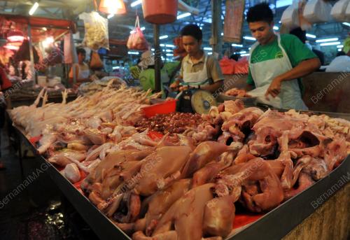 KL18_24122015_AYAM_PROSES