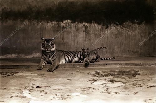 ZOO NEGARA