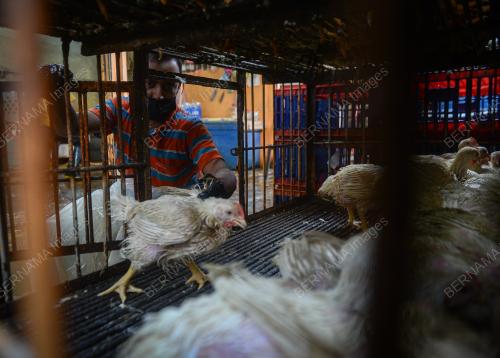 TINJAUAN HARGA DAN BEKALAN AYAM