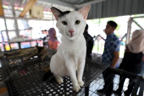 TAMAN KUCING MADANI