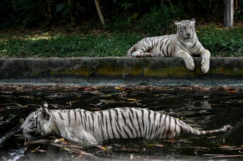 HARI_HARIMAU