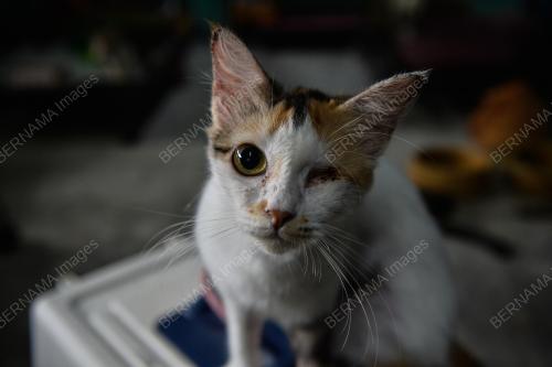 PROGRAM CSR MEMBANTU CAT SHELTERS SEMPENA HARI KEBAJIKAN HAIWAN 2021