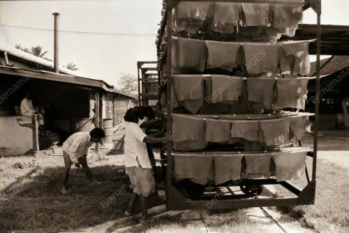 PEKERJA LADANG MENGADAKAN MOGOK