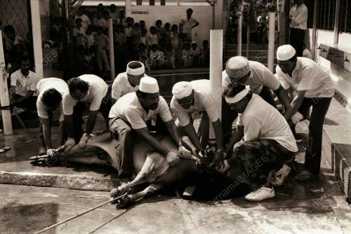 HARI RAYA QURBAN DI KAMPUNG BARU