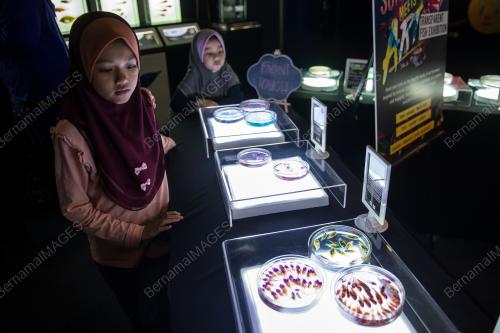 KL19_03022019_IKAN_LUTSINAR