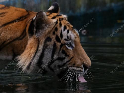 HARIMAU BELANG ZOO NEGARA