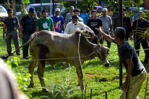 KORBAN HARI RAYA AIDILADHA
