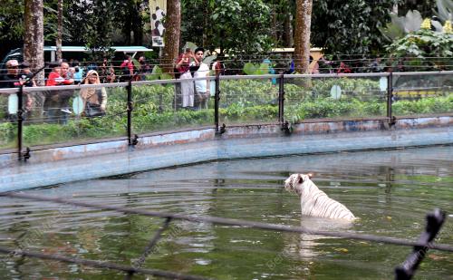 KL19_10022016_HARIMAU