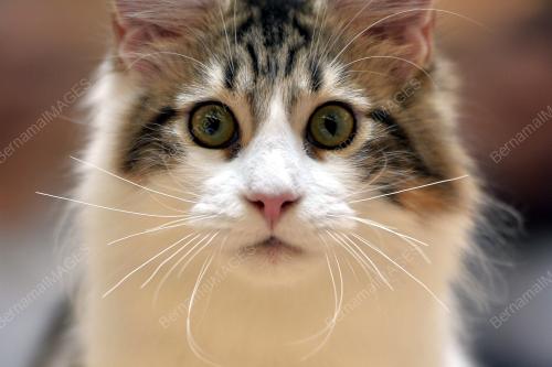 KL19_10032019_KUCING_BN201903052406