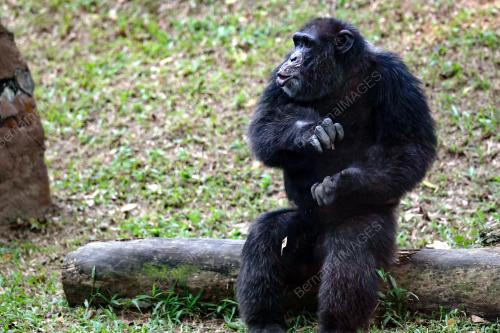 KL19_10092019_CHIMPANZEE_BN201908299599