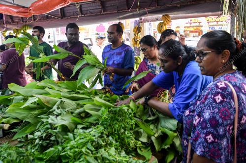 PERSIAPAN PERAYAAN PONGGAL