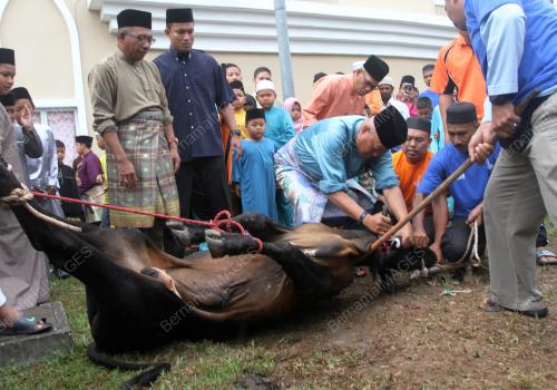 KL19_12092016_QURBAN_KEMENTAH