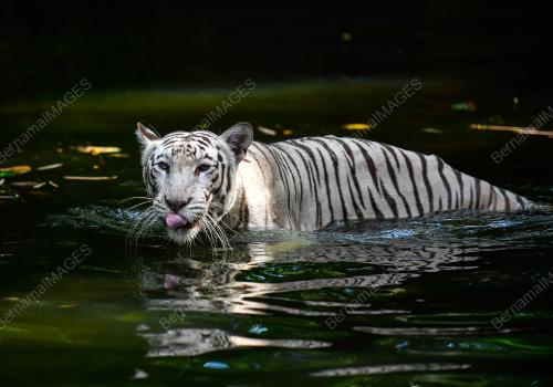 TINJAUAN CUACA PANAS ZOO NEGARA