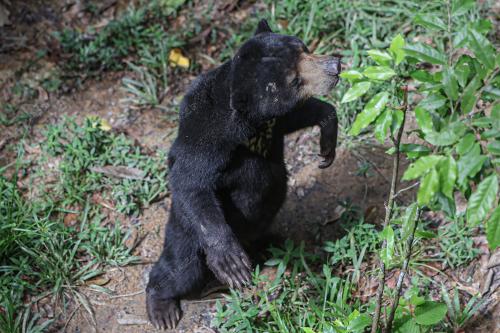 KL19_19032026_MALAYSIAN_BEAR