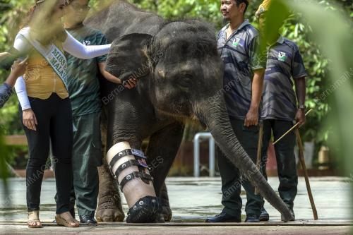HARI GAJAH SEDUNIA