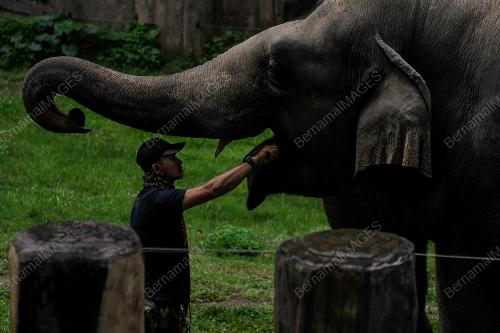 ZOO NEGARA 'ADOPT AN ANIMAL'