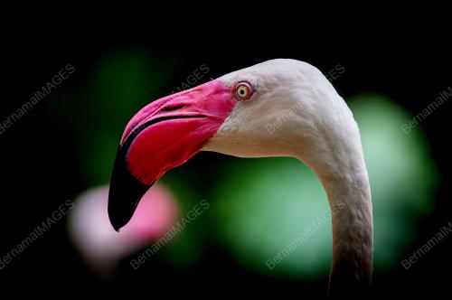 BURUNG FLAMINGO