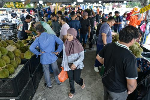 TINJAUAN MUSIM DURIAN