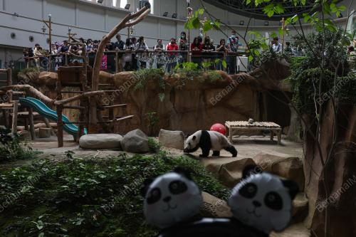 GIANT PANDA BIRTHDAY CELEBRATION CEREMONY 2023