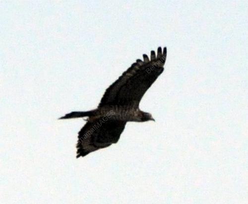 RAPTOR WATCH