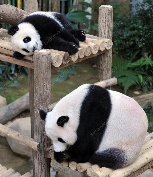 KL19_24072016_PANDA