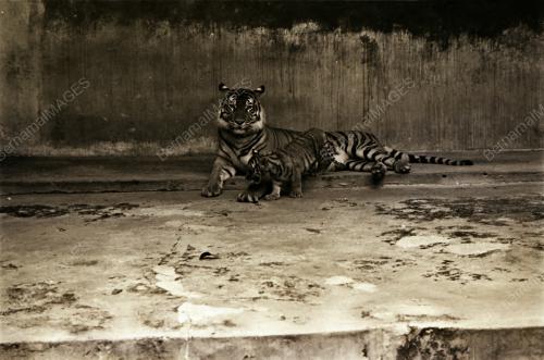 ZOO NEGARA