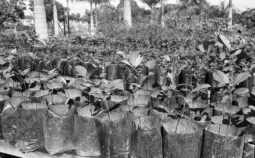 INSTANT TREES