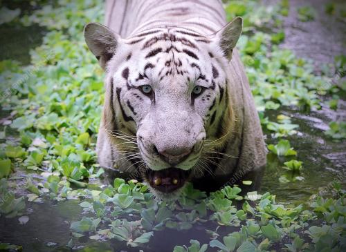 KL19_26022015_HARIMAU