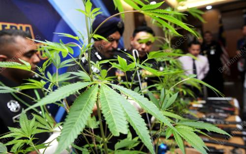 KL19_26092016_GANJA