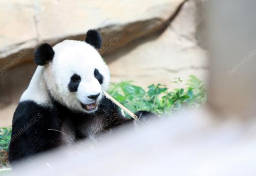 KL19_30062014_PANDA