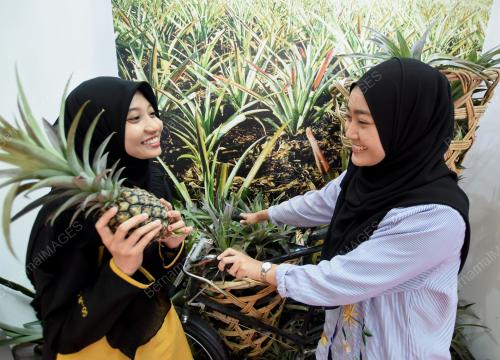 KL19_30092017_JUALAN_NENAS
