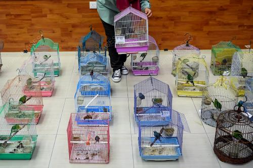 BIRDS