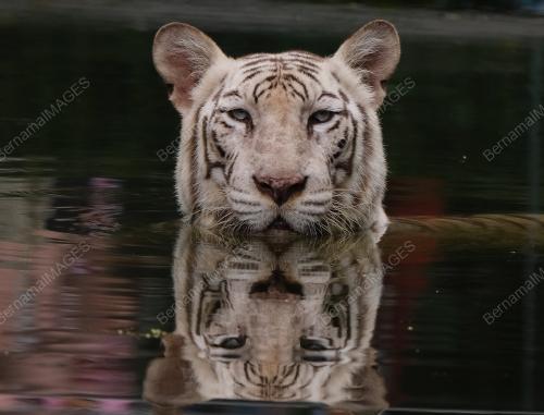 HARIMAU BENGAL PUTIH ZO NEGARA