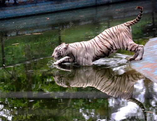 KL20_10022016_HARIMAU