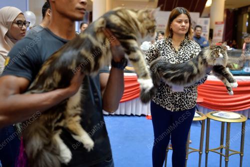 KL20_10032019_KUCING_BN201903052406