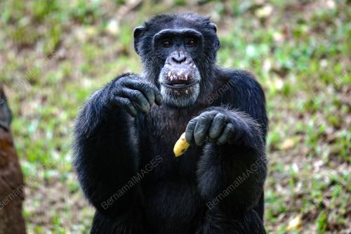 KL20_10092019_CHIMPANZEE_BN201908299599