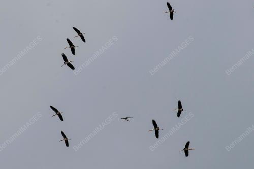 MELINDUNGI SPESIES BURUNG MIGRASI