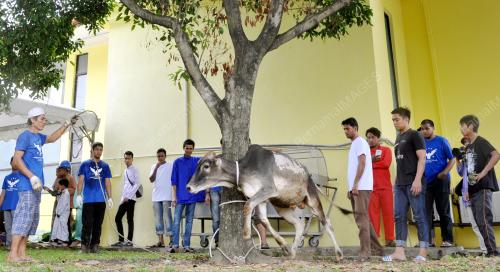 KL20_12092016_LEMBU_KORBAN