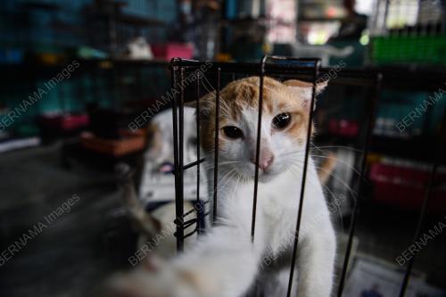 PROGRAM CSR MEMBANTU CAT SHELTERS SEMPENA HARI KEBAJIKAN HAIWAN 2021