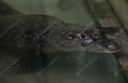 TINJAUAN CUACA PANAS ZOO NEGARA