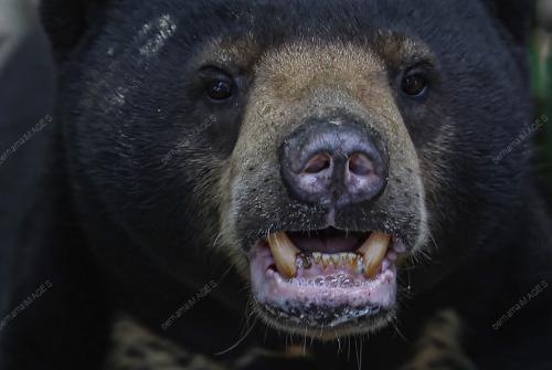 KL20_19032026_MALAYSIAN_BEAR