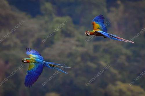KOMUNITI KUALA LUMPUR FREE FLY