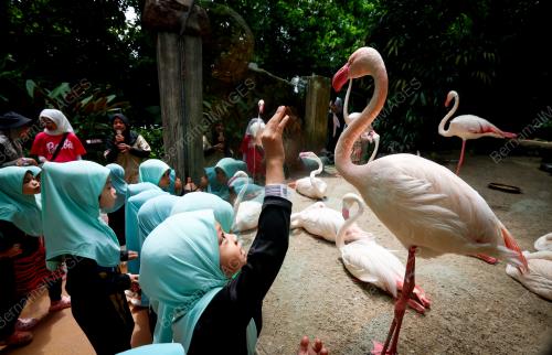 BURUNG FLAMINGO