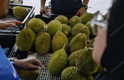 TINJAUAN MUSIM DURIAN