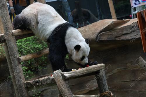 GIANT PANDA BIRTHDAY CELEBRATION CEREMONY 2023