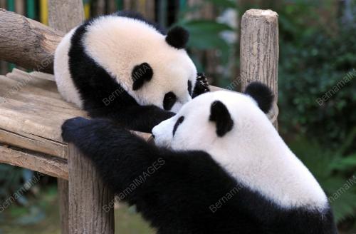 KL20_24072016_PANDA