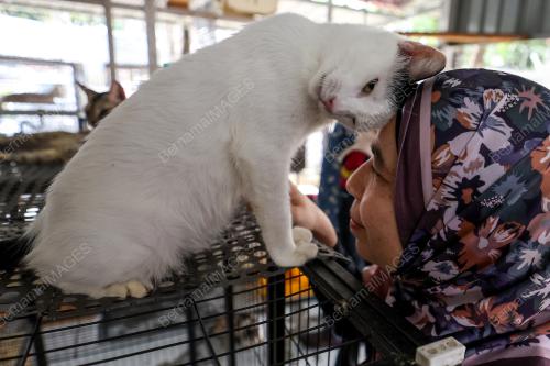 TAMAN KUCING MADANI