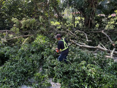 TEBANG POKOK